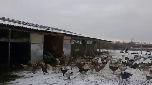 Кокошки в атака...или вижте птицеферма в Русия (видео)