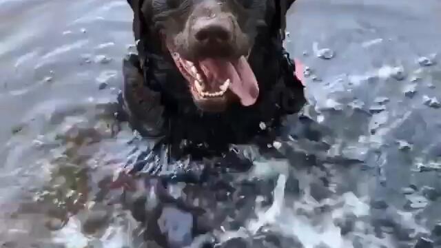 Кротко куче се учи да плува много усърдно! Вижте видео!