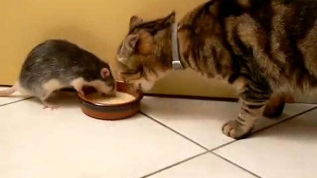 Котка и плъх заедно пият млякото (видео)