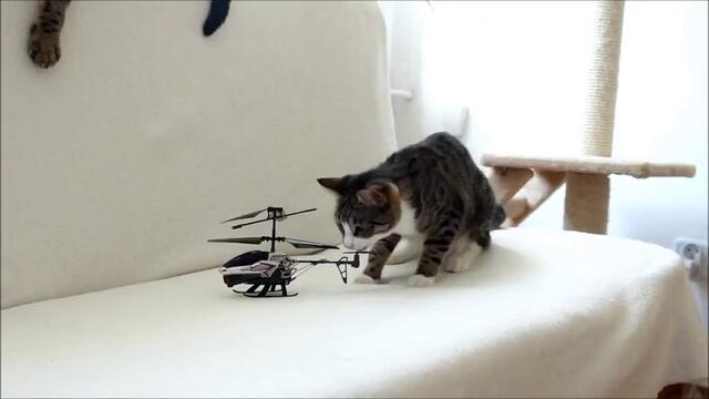 Коте се чуди на хеликоптер (видео)