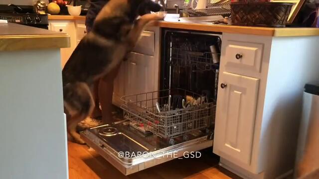 Куче-мечта! Вижте куче как сръчно помага в къщната работа (видео)
