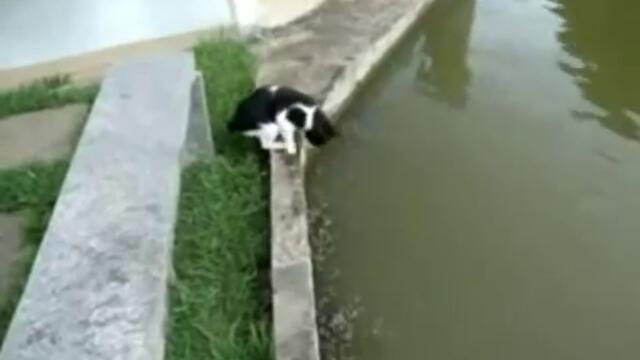 Вижте котка - смел риболовец (видео)