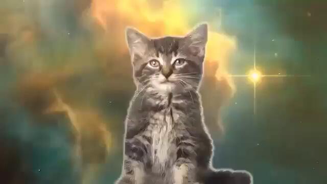 Весела песничка - Вижте колко са мили тези котенца и как пеят (ВИДЕО)