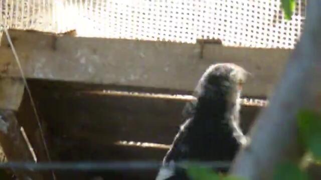 Моето сладко пиленце е като гълъбче - Пипка се разхожда из двора и си пее - Videoclip.bg
