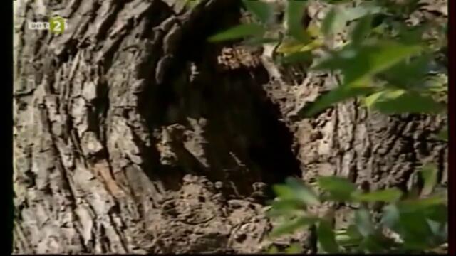 Насаме с пчелите - втора серия - Пчелното семейство (2001) TV Rip БНТ 2 11.05.2021