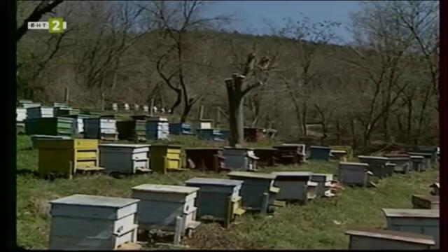 Насаме с пчелите - трета серия - Размножаване на пчелите (2001) TV Rip БНТ 2 12.05.2021