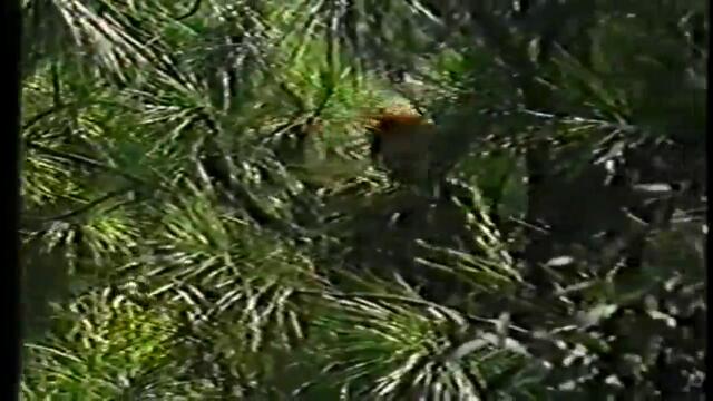 Гангстерска постъпка (1988) (бг аудио) (част 2) VHS Rip Мулти видео център