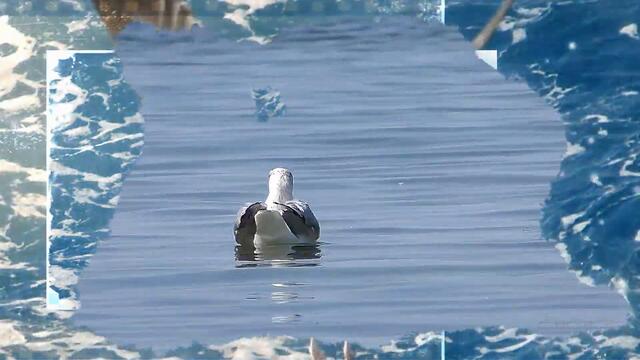 Леонид Агутин   -   У моря, у синего моря