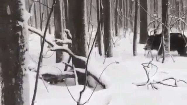 Ловец на лов за глигани в гората - забавно клипче