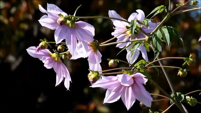 Band ODESSA - ДЕВОЧКА ЛЕТО