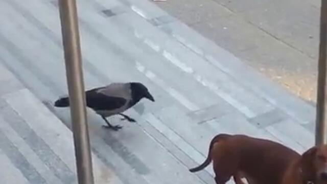 Птица се закача с куче - забавно клипче