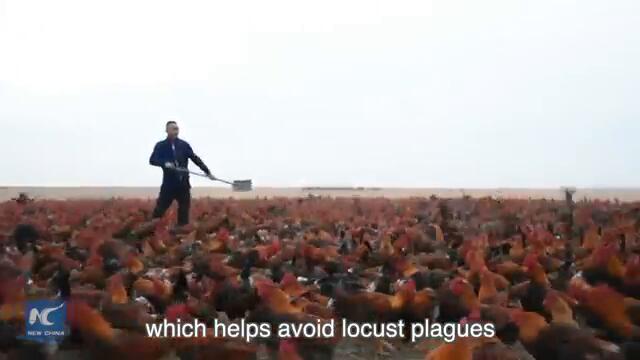 Вижте 70 000 петела се състезават за храната си! (ВИДЕО) Chinese farmer and his 70,000 chickens