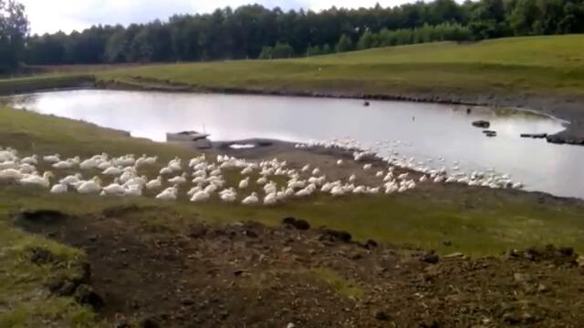 Песента на патиците! Щастливото утро на безброй бели патици (видео)