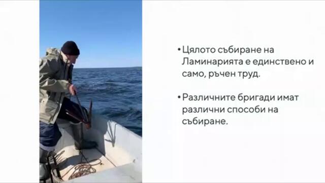 Как се бере Ламинария