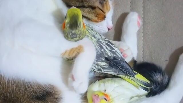 Невероятна сладуранка! Котка приспива папагалите у дома (ВИДЕО)