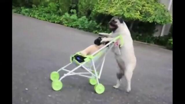 Талантливо кученце бута бебешка количка и кара скейтборд! видео