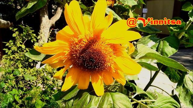 Рiдна Мати Моя!