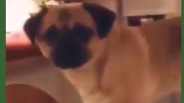 ripsave - Training your dog for crufts