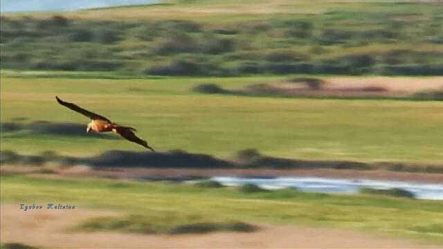 С днем России!