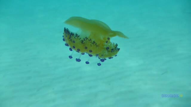 Танца на медузата - вълшебни тайни в морето!!! Jellyfish Dance - Magical Secrets at Sea