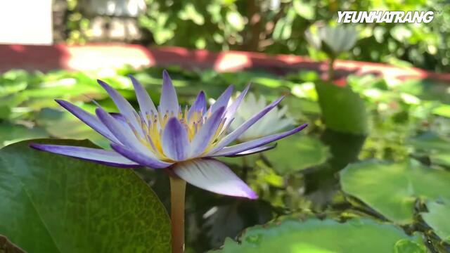 🎧 Nhạc hòa tấu Êm Dịu để Thư Giãn | Music of Life