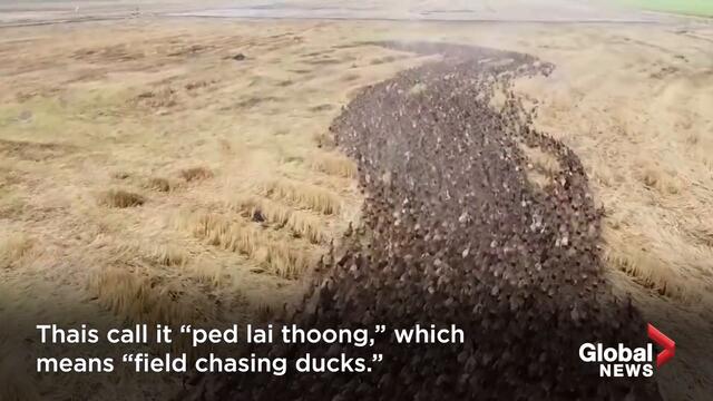 Drone footage follows 10,000 ducks “cleaning” rice paddies in Thailand