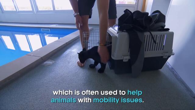 Baby jaguar's very first swim - BBC