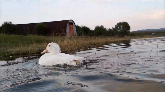 Duck's Happy Dive, Part  - 2