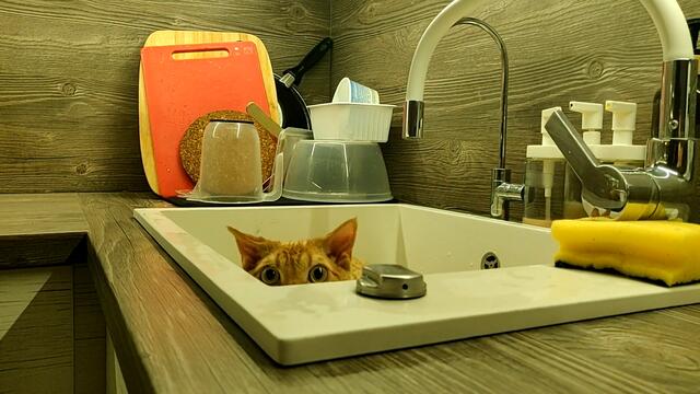 Cats In Sinks: The Movie (Offical Trailer 2020)