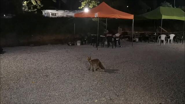 Fox Vs Cat! Food Fight!