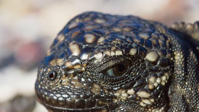 Iguana chased by killer snakes | Planet Earth II: Islands - BBC