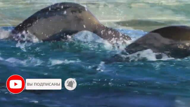 Карточки Домана - Животные Мира. Развивающее видео для детей