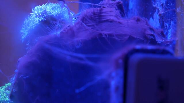 Disgusting Reef Tank, Vibrant Aquarium Cleaner results