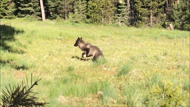 What to expect if you encounter a wolf