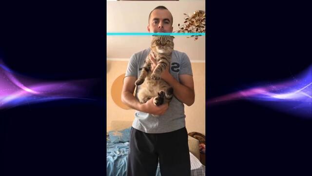 БУСЯ из Тик Тока 😍 Лучшие Видео 🐱 Приколы с Котами 2020