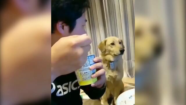 🤣Try Not to Laugh At The Best Funny Dog Compilation!!