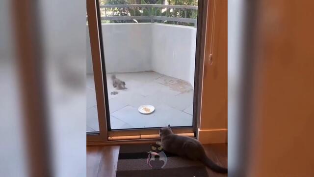 Смешные коты | Приколы с котами | Видео про котов | Котомания # 08