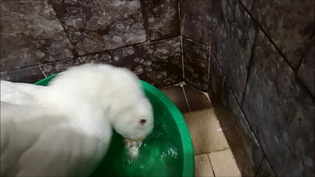 Duck's Daily Routine, part - 2