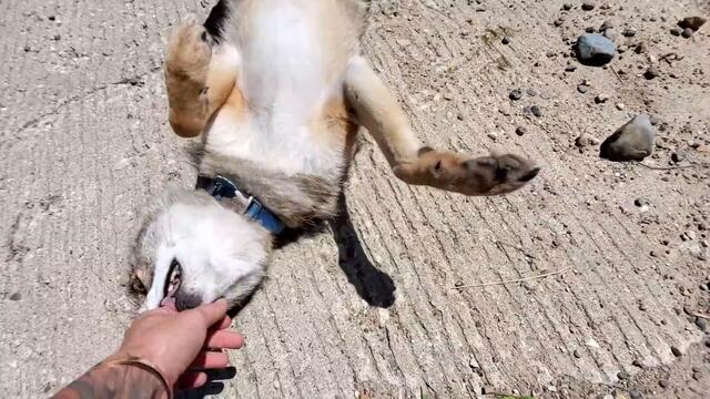 Welcomed home by Dakota the coyote