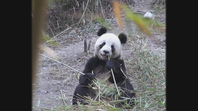 The Brotons - Quarantine Bits (Full EP)