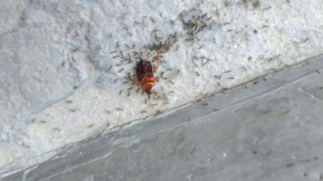 What I've Done (Linkin Park) - Dead Cockroach Version