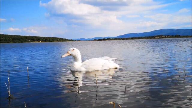 Final Summer Days: Duck is up for a last open air swim this season