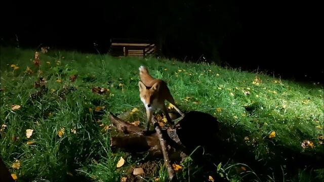 Fox and Cat playing together!