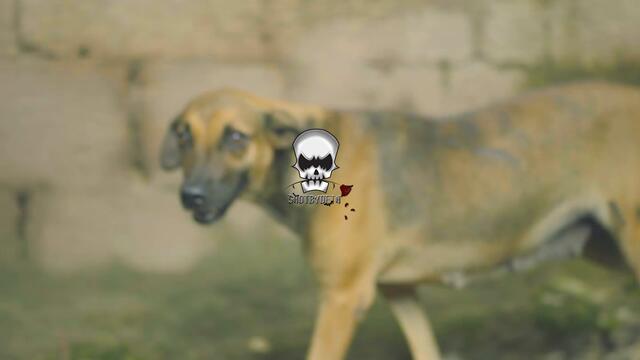 Intence - Gun Eediat (Official Video)