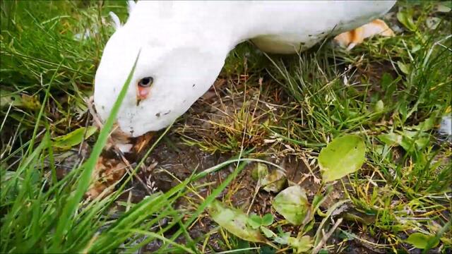 White Duck is creating a Muddy Mess