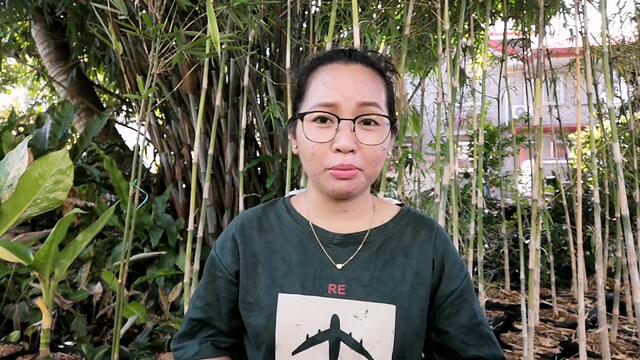 ALOCASIA BLACK VELVET|ALOCASIA FRYDEK|ALOCASIA MICKEY MOUSE|ALOCASIA VARIETY REPOTTING