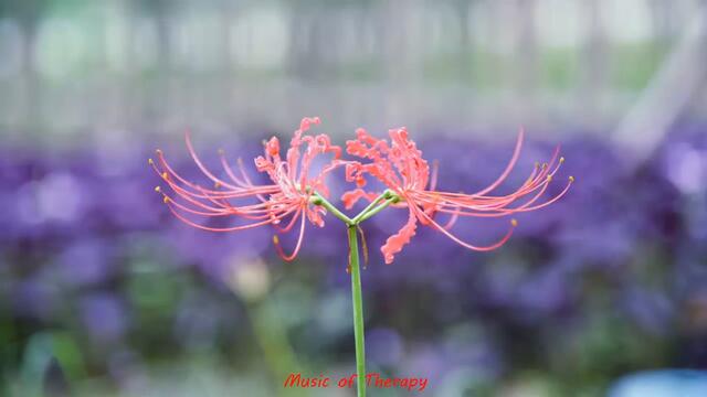 ASMR tapping relaxing sounds for sleep meditation study calm