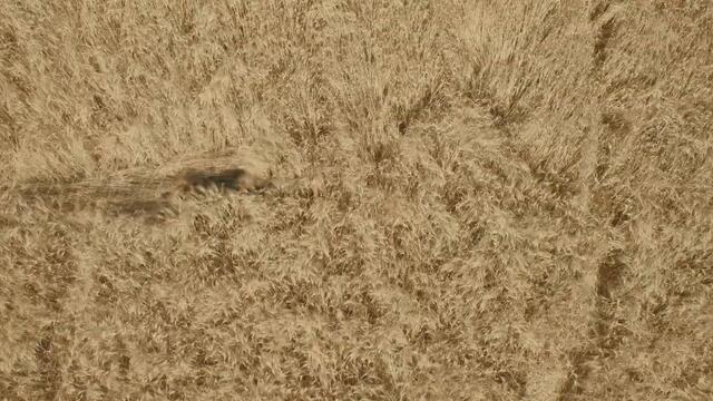 Джу-джицу (2020) - Трейлър с БГ Субтитри