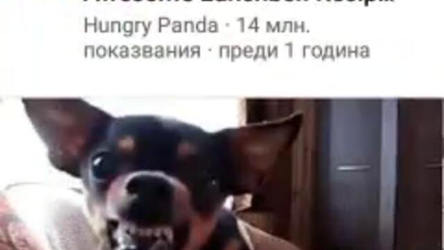 Гледаме 2 кучета малко и голямо след това страстен кючек на Ванката Част 2