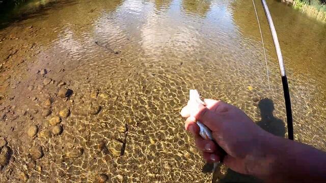 Риболов на кефал на река Искър